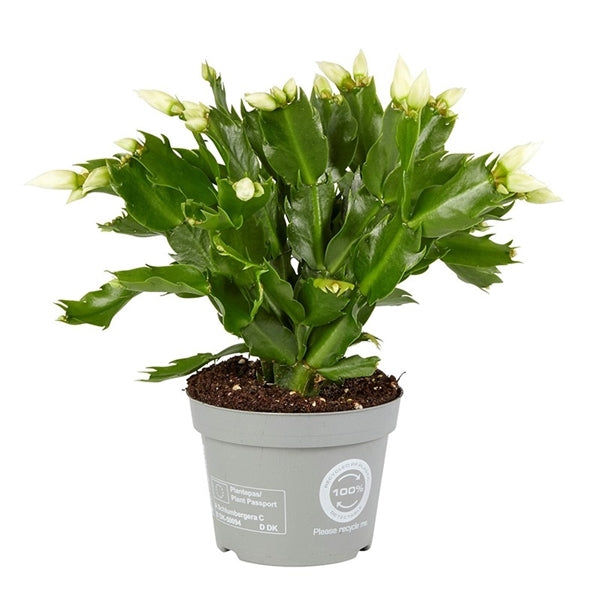 Schlumbergera - Christmas Cactus - White ⌀13cm ↑25cm - Cambridge Bee