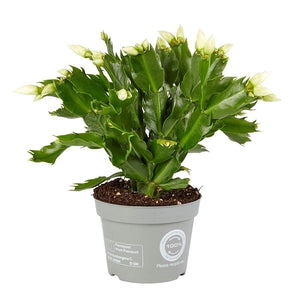 Schlumbergera - Christmas Cactus - White ⌀13cm ↑25cm - Cambridge Bee