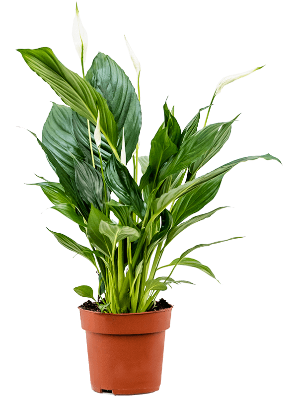 Spathiphyllum - Peace lily ⌀12cm ↑40cm - Cambridge Bee