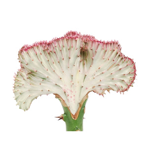 Euphorbia Lactea Cristata - Coral cactus RED - Cambridge Bee