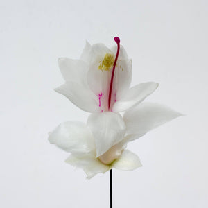 Schlumbergera - Christmas Cactus - White ⌀13cm ↑25cm - Cambridge Bee