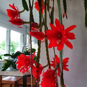 Epiphyllum ackermannii - Ackermann's Orchid Cactus - Cambridge Bee