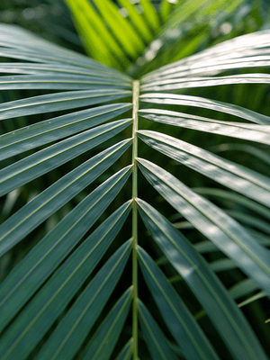 Dypsis lutescens - Areca Palm ⌀19 ↑70 - 90cm - Cambridge Bee
