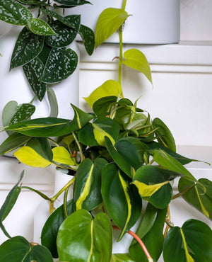 Philodendron Scandens Brasil - variegated Heart-leaf philodendron hanging ⌀15cm - Cambridge Bee