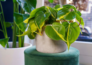 Philodendron Scandens Brasil - variegated Heart-leaf philodendron ⌀12cm - Cambridge Bee