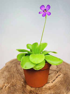 Pinguicula - Butterwort ⌀8.5cm - Cambridge Bee