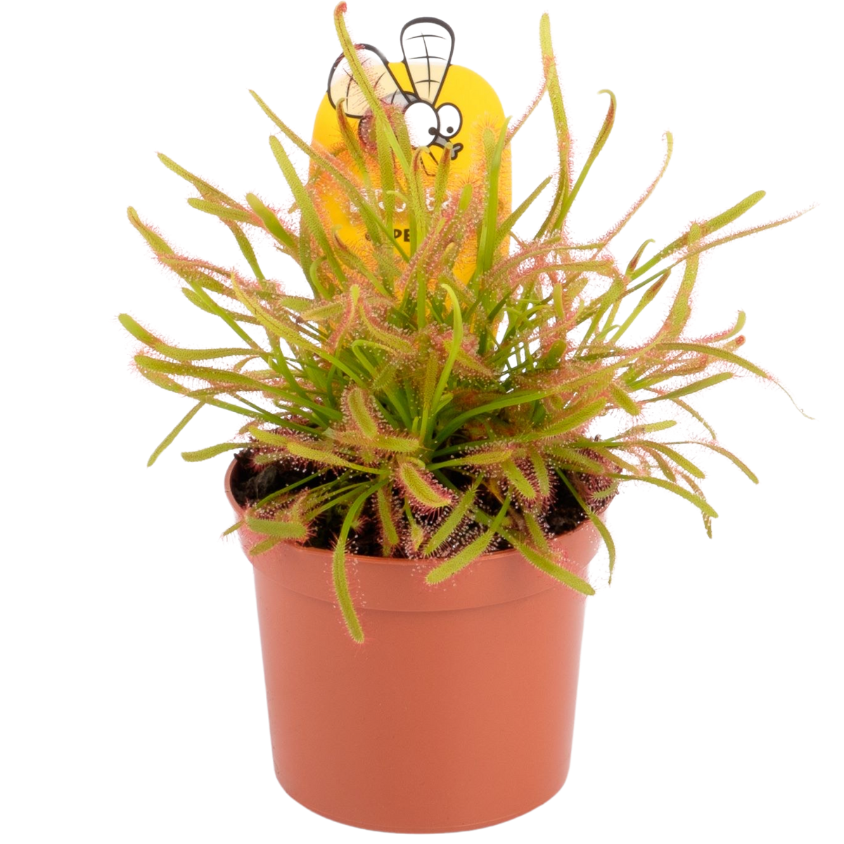 Drosera Capensis - Sundew ⌀8.5cm - Cambridge Bee