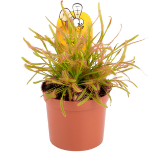 Drosera Capensis - Sundew ⌀8.5cm - Cambridge Bee