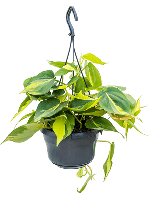 Philodendron Scandens Brasil - variegated Heart-leaf philodendron hanging ⌀15cm - Cambridge Bee