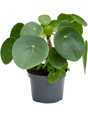 Pilea Peperomiodes - Money plant ⌀12cm - Cambridge Bee