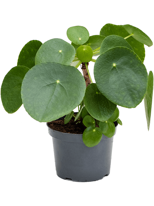 Pilea peperomia cheap