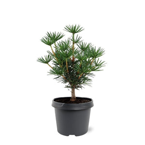 Sciadopitys verticillata - Japanese umbrella pine ⌀19cm - Cambridge Bee