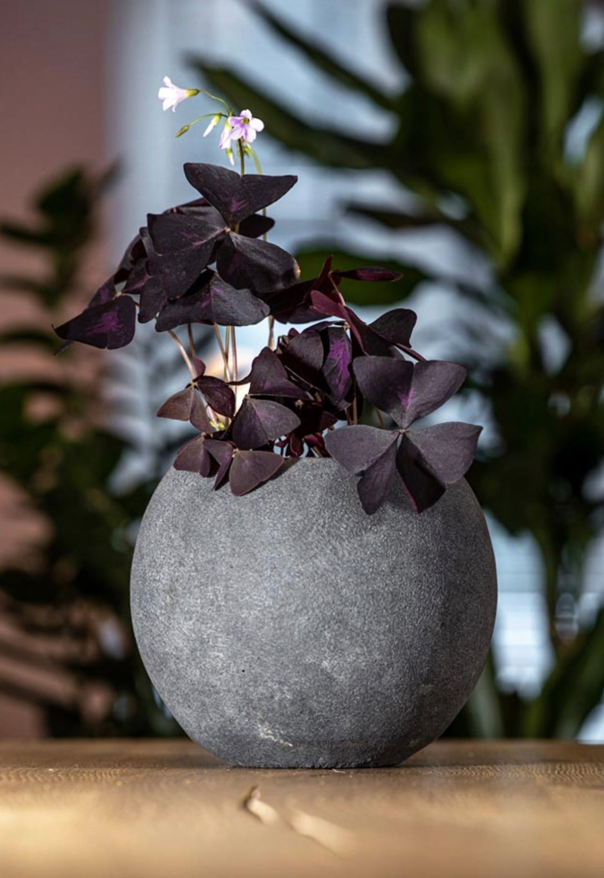 Oxalis Triangularis - Purple Shamrock ⌀12cm - Cambridge Bee
