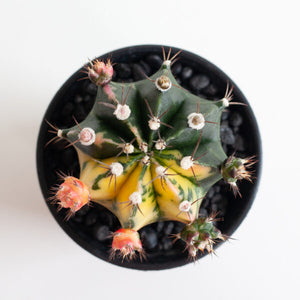 Gymno cactus Variegata - Variegated Cactus - Cambridge Bee