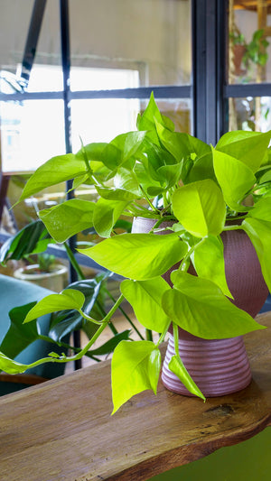 Epipremnum pinnatum Golden Neon Pothos ⌀12cm ↑20cm - Cambridge Bee