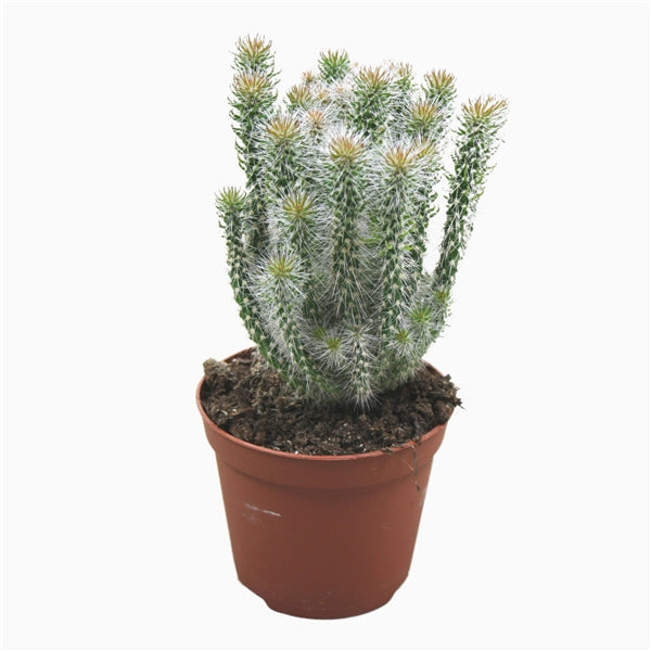 Opuntia Succulent Mix - set of 3 - random selection - Cambridge Bee