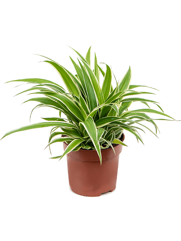 Chlorophytum - Spider plant - Cambridge Bee