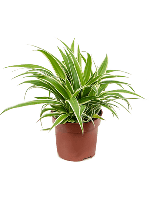 Chlorophytum - Spider plant - Cambridge Bee