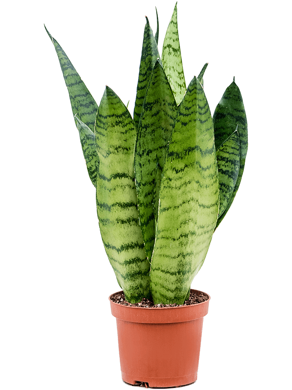 Sansevieria zeylanica - Cambridge Bee