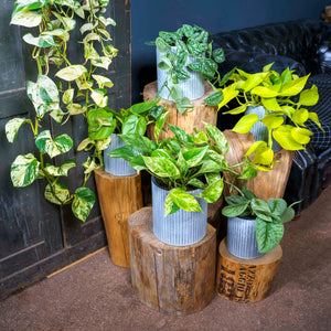 Epipremnum pinnatum Golden Neon Pothos ⌀12cm ↑20cm - Cambridge Bee