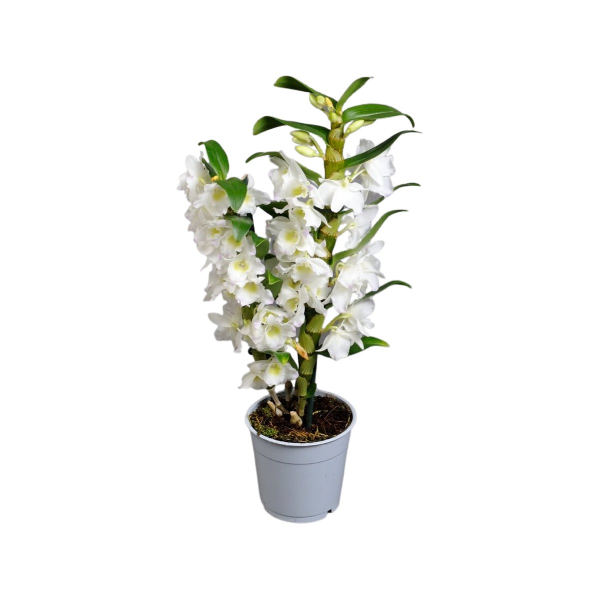 Dendrobium Nobile - White Orchid - Cambridge Bee