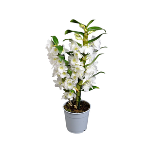 Dendrobium Nobile - White Orchid - Cambridge Bee