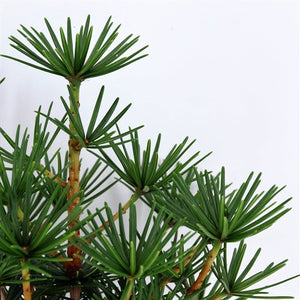 Sciadopitys verticillata - Japanese umbrella pine ⌀19cm - Cambridge Bee