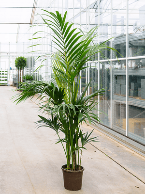 Howea Fosteriana - Kentia Palm ⌀21cm ↑125cm - Cambridge Bee