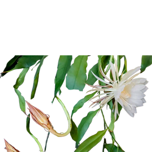 Epiphyllum Pumilum - White Orchid Cactus ⌀15 - Cambridge Bee
