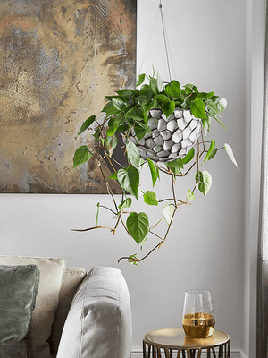 Philodendron Scandens - Heart-leaf philodendron hanging ⌀15cm - Cambridge Bee