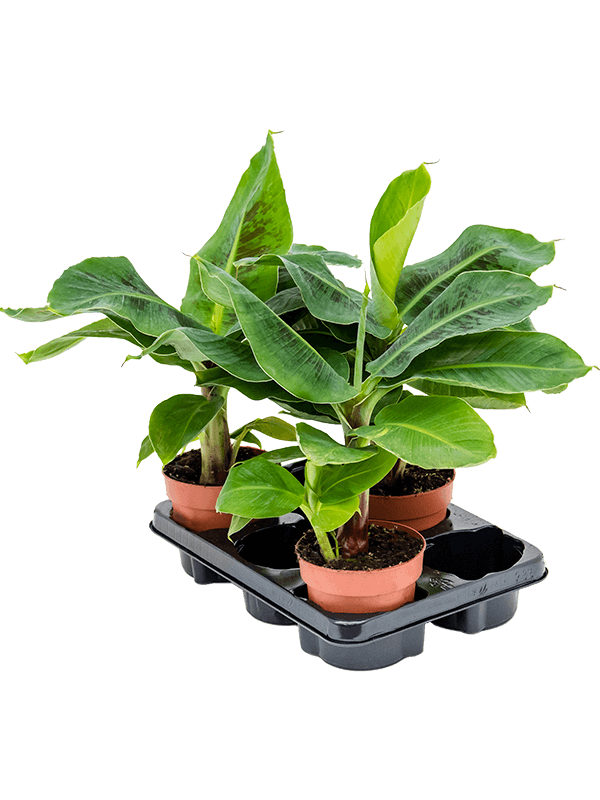 Banana tree - Musa Cavendish - Cambridge Bee