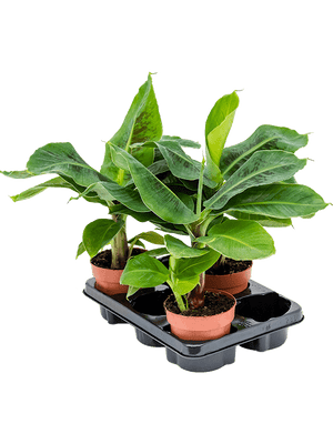 Banana tree - Musa Cavendish - Cambridge Bee