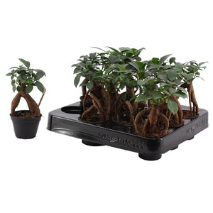 Ficus ginseng ⌀7cm - Cambridge Bee