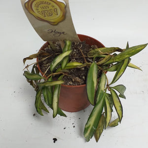 3 x random SALE Imperfect plants - Cambridge Bee