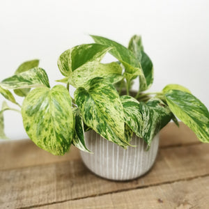 Epipremnum pinnatum - Marble Queen Pothos ⌀12cm - Cambridge Bee