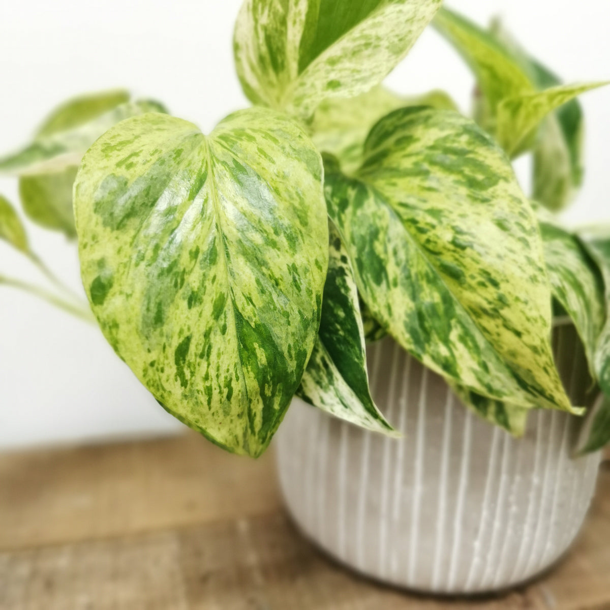 Epipremnum pinnatum - Marble Queen Pothos ⌀12cm - Cambridge Bee