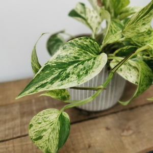 Epipremnum pinnatum - Marble Queen Pothos ⌀12cm - Cambridge Bee