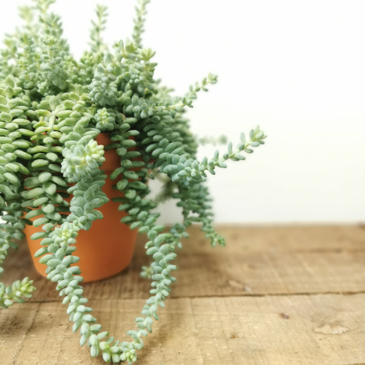 Sedum Burrito in hanging pot ⌀15cm - Cambridge Bee