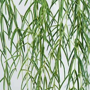 Hoya Linearis in hanging pot - Cambridge Bee