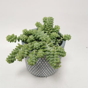 Sedum Burrito ⌀12cm - Cambridge Bee