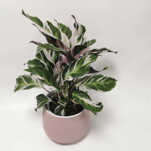 Calathea White Fusion - peacock plant ⌀10cm - Cambridge Bee