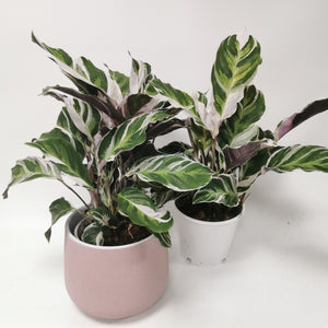 Calathea White Fusion - peacock plant ⌀10cm - Cambridge Bee
