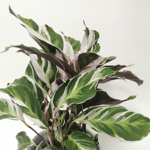 Calathea White Fusion - peacock plant ⌀10cm - Cambridge Bee