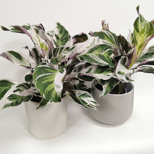 Calathea White Fusion - peacock plant ⌀11cm - Cambridge Bee