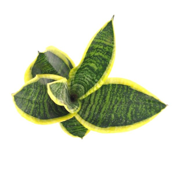 Sansevieria Laurentii Snake plant in 11 cm pot - Cambridge Bee