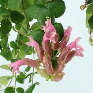Aeschynanthus Pink Polka - Cambridge Bee