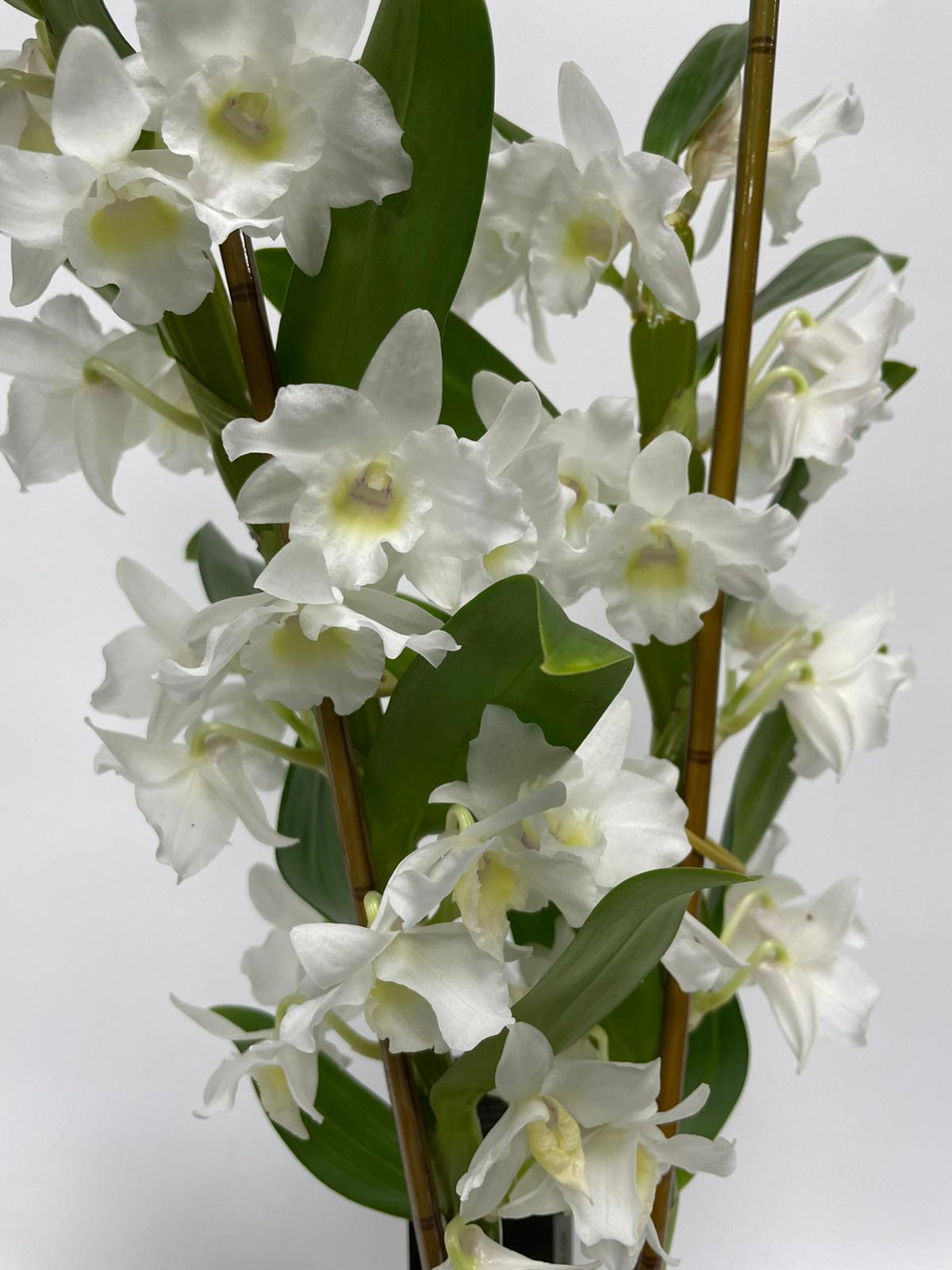Dendrobius White Dendrobium Orchid Plant