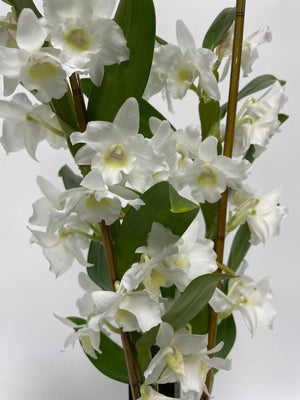 Dendrobium Nobile - White Orchid - Cambridge Bee