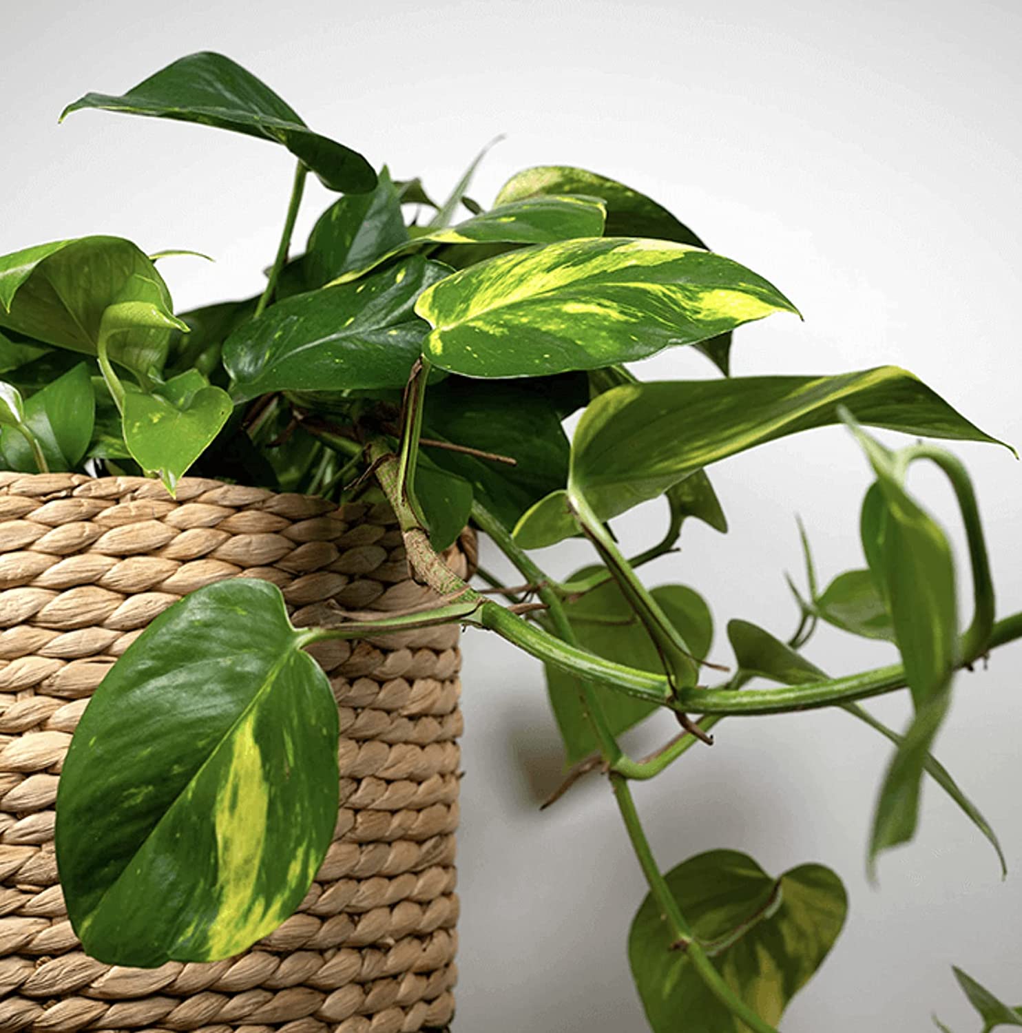 golden devil's ivy-pothos epipremnum Epipremnum Aureum - Devils Ivy ⌀12cm