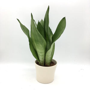 Sansevieria Moonshine - Cambridge Bee